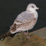 Gonzaguephotoforfun 014