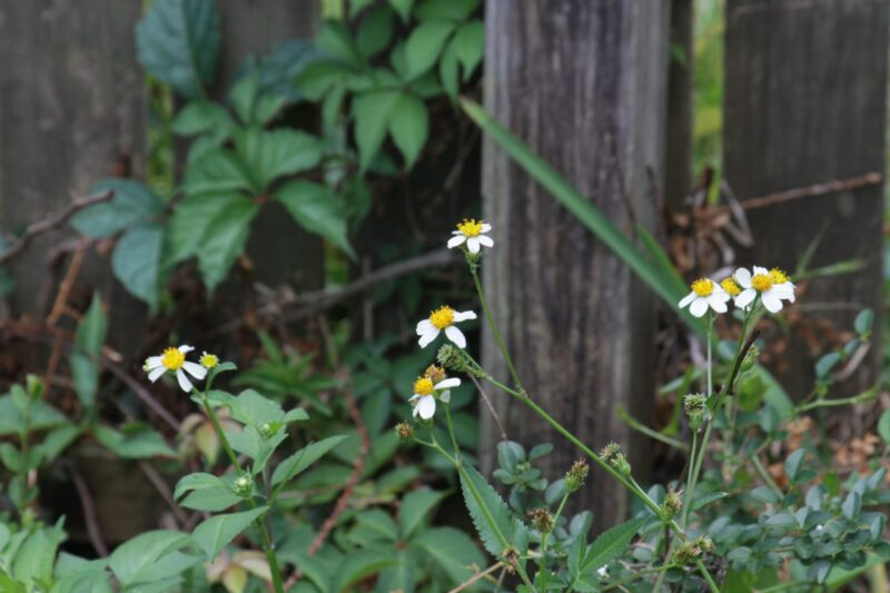 Bidens Alba aka Spanish needles, shepherd's needles, or beggar's ticks